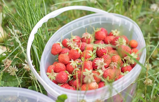 Full bucket of freshly picked strawberries in the summer garden. Close-up of strawberries in a plastic basket. Organic and fresh berry at a farmers market, in a bucket on a strawberry patch