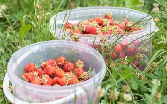 Full bucket of freshly picked strawberries in the summer garden. Close-up of strawberries in a plastic basket. Organic and fresh berry at a farmers market, in a bucket on a strawberry patch