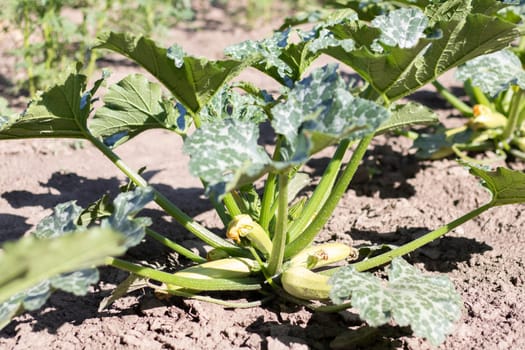 Zucchini plant with lot of fruits in a vegetable garden. Fresh green zucchini grows in the garden between the leaves. Organic vegetable on the farm. The concept of growing and caring for agriculture