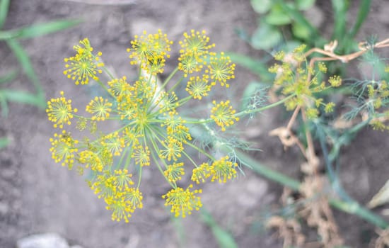 Background with dill umbel close-up. garden plant. Fragrant dill on a bed in the garden. Growing dill. Dill in the garden. Umbrella aromatic Eurasian plant