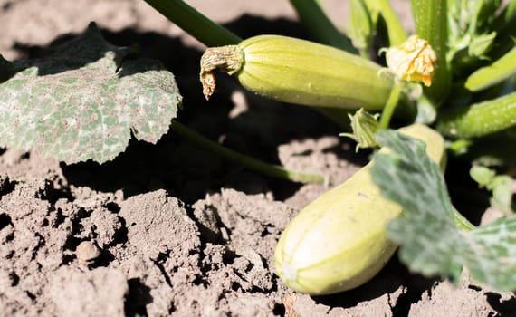 Zucchini plant with lot of fruits in a vegetable garden. Fresh green zucchini grows in the garden between the leaves. Organic vegetable on the farm. The concept of growing and caring for agriculture