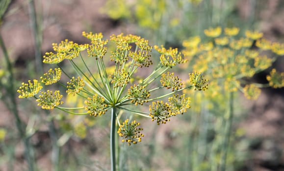 Background with dill umbel close-up. garden plant. Fragrant dill on a bed in the garden. Growing dill. Dill in the garden. Umbrella aromatic Eurasian plant