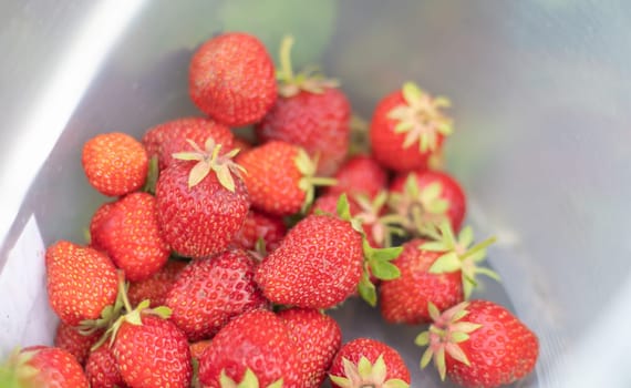 Full bucket of freshly picked strawberries in the summer garden. Close-up of strawberries in a plastic basket. Organic and fresh berry at a farmers market, in a bucket on a strawberry patch