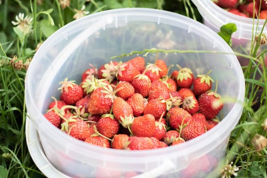 Full bucket of freshly picked strawberries in the summer garden. Close-up of strawberries in a plastic basket. Organic and fresh berry at a farmers market, in a bucket on a strawberry patch
