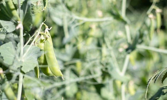 Blurred image of a young pea plant with pods. Sugar peas growing in a summer garden, green leaves, twigs and pods. Organic gardening. Green pea plant in the garden. Natural natural background