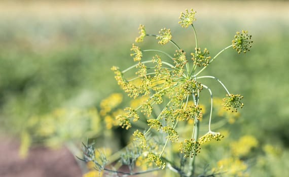 Background with dill umbel close-up. garden plant. Fragrant dill on a bed in the garden. Growing dill. Dill in the garden. Umbrella aromatic Eurasian plant