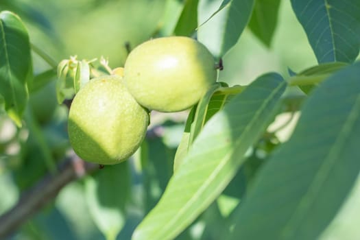 Green young walnuts grow on a tree. Variety Kocherzhenko close-up. The walnut tree grows waiting to be harvested. Green leaves background. Nut fruits on a tree branch in the yellow rays of the sun