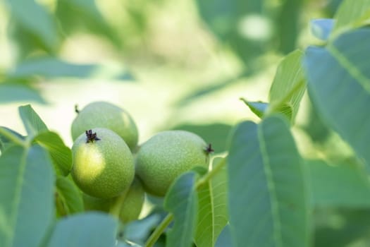 Green young walnuts grow on a tree. Variety Kocherzhenko close-up. The walnut tree grows waiting to be harvested. Green leaves background. Nut fruits on a tree branch in the yellow rays of the sun
