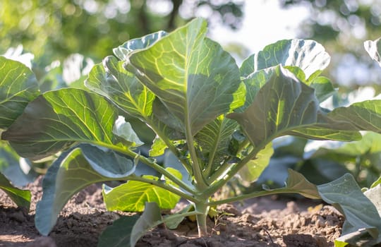 White fresh cabbage Aggressor grows in the beds. Close-up shot. Cabbage with spreading leaves ripens in the garden. Cultivation of cabbage. Cabbage hybrid for fresh use