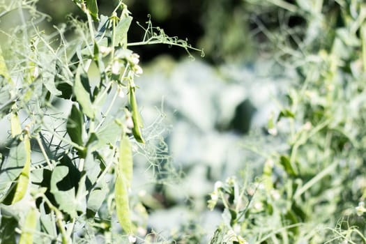 Blurred image of a young pea plant with pods. Sugar peas growing in a summer garden, green leaves, twigs and pods. Organic gardening. Green pea plant in the garden. Natural natural background