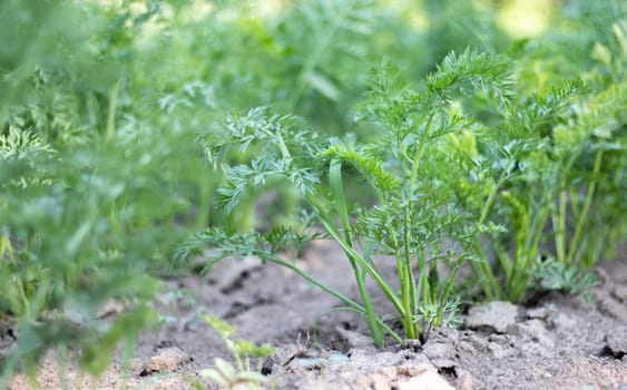 Carrots grow in the beds in the home garden on a summer day. Vegetable green garden. Carrots grow in the garden. Fresh organic product. Young green leaves of a growing carrot