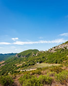 Mountain landscape with the cultivation of vineyards for the production of wine, Sardinia, Italy. Traditional agriculture. Vertical video.