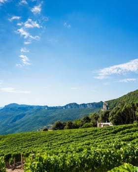Mountain landscape with the cultivation of vineyards for the production of wine, Sardinia, Italy. Traditional agriculture. Vertical video.