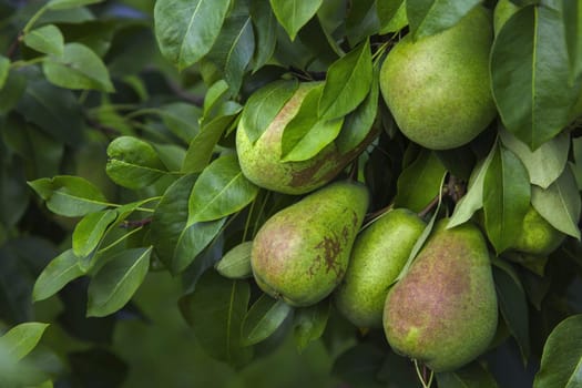 fresh fruits pears tree natural nutrition organic orchard agriculture