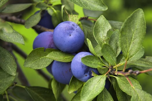 Ripe plums in plum garden. Organic agriculture harvesting. Plum orchard in countryside.