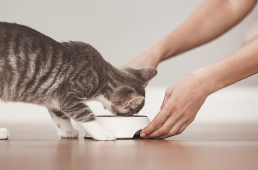 Woman feeding grey kitten by cat's meal indoors. Concept of friendship between human and animal.