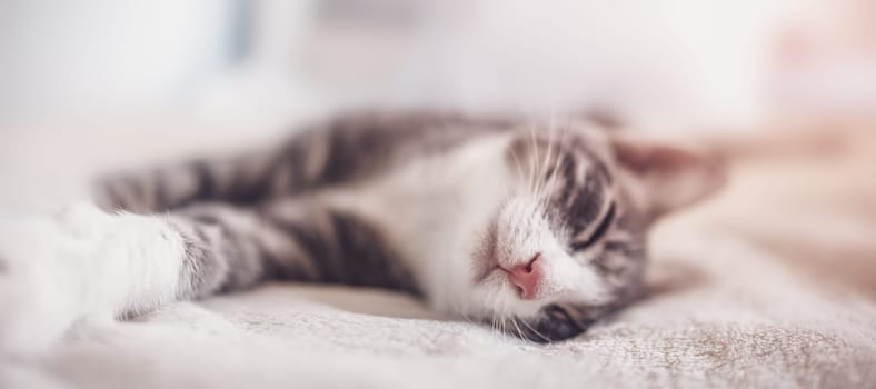 Little gray kitten lying and dreaming indoors. Conceptof friendship and love for pets.