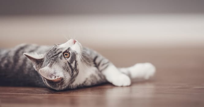 Little gray kitten lying on the floor indoors. Concept of friendship and love for pets.