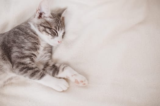 Little gray kitten lying and dreaming indoors. Conceptof friendship and love for pets.