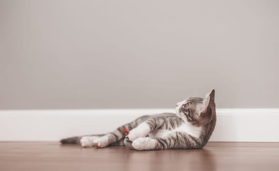 Little gray kitten lying on the floor indoors. Concept of friendship and love for pets.