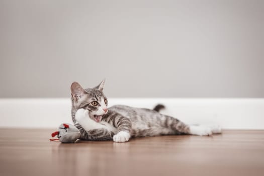 Little gray kitten lying on the floor indoors. Concept of friendship and love for pets.