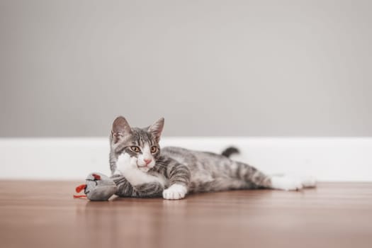 Little gray kitten lying on the floor indoors. Concept of friendship and love for pets.