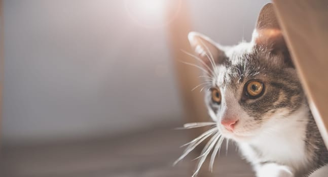 Little grey kitten hiding behind the furniture. Domestic animal indoors.
