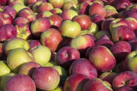 apple background organic fruits natural vegetarian food for healthy nutrition