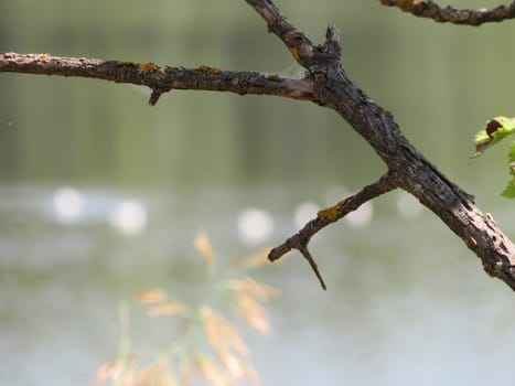 dry tree branch with river bottom water still life