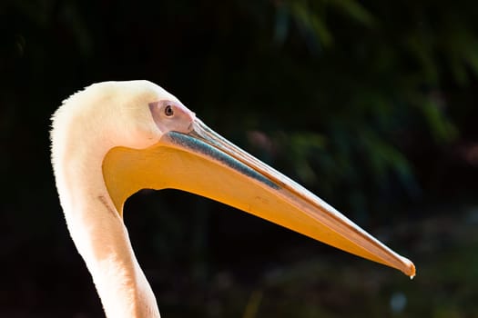 Head and beak of a white pelican on black background