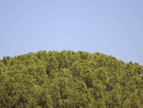 natural green treetops beautiful leafy forest