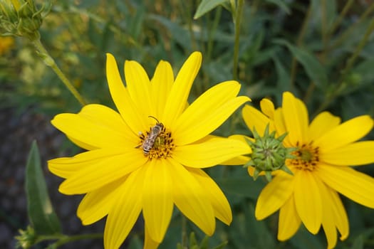 männliche Gelbbindige Furchenbiene (Halictus scabiosae) auf der Blüte einer Topinambur (Helianthus tuberosus)