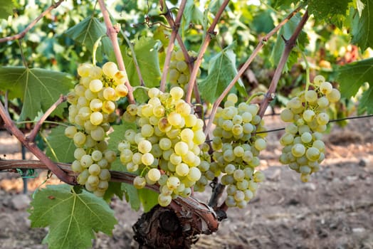 Vermentino grapes. Bunches of white grapes with ripe berries ready for harvest. Traditional agriculture. Sardinia.