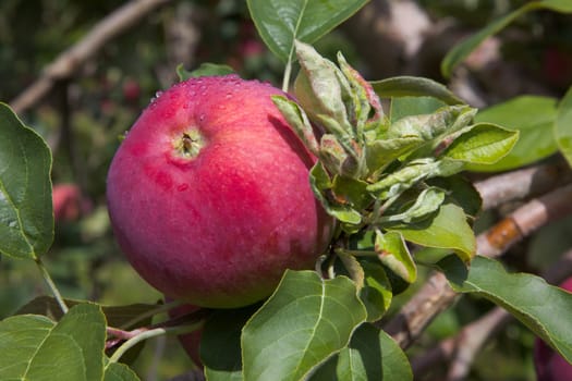 picking apples in tree rain drops organic fruits harvesting
