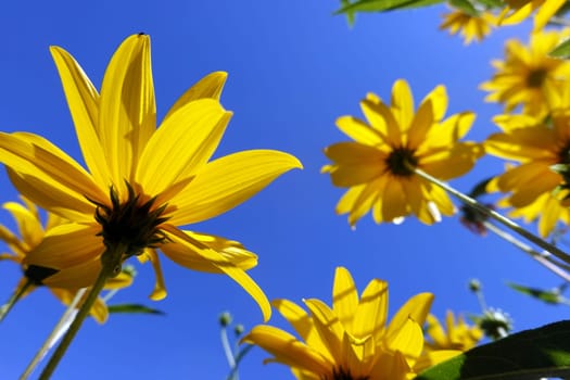 Topinambur (Helianthus tuberosus) - blühende Pflanze in einem naturnahen Garten
