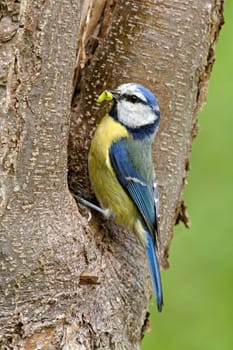 Blue at the nest