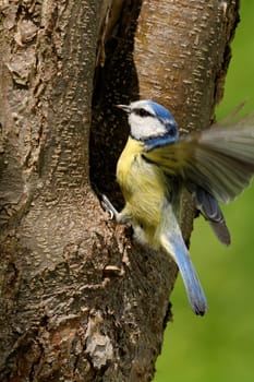 Blue at the nest