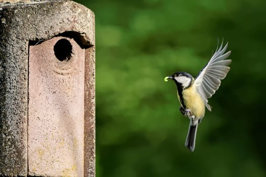 Great at the nesting box
