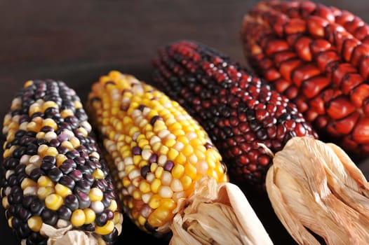 Various colorful corn cobs for Thanksgiving on old weathered wooden boards