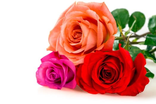 Roses over white background
