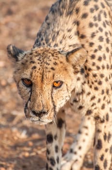 An up close view of a prowling cheetah in a brown dusty landscape. The consentration in the eyes shows clearly.