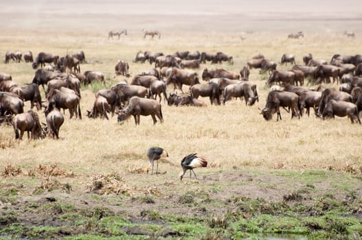 Two crowned cranes walk along the grassland of the Ngorongoro Crater while looking for insects to feed on. Not far behind them is a whole heard of wildebeest, most of them grasing on the dry grass.