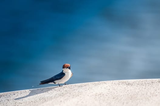A little wired tailed swallow sits and rests  on the edge of a white fiberglass river boat.The blue water of the river shows behind the bird.