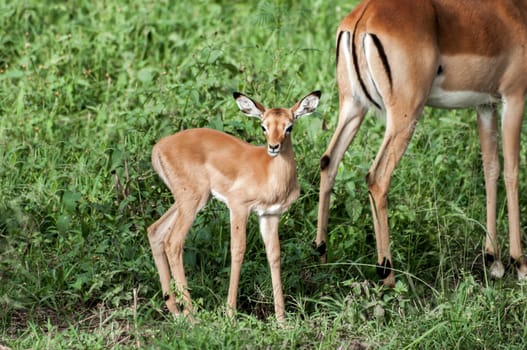 An impala kid stands and watches nervously around for any danger, while very close to it's mother in a small animal path in the lush green vegitation somewhere in Nakuru National Park, Kenya.