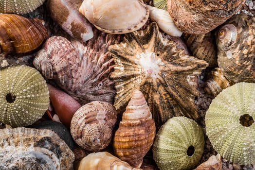 Different kinds of sea shells, revealing mostly brown and green colours, all mixed togehter, fill the frame of the image.