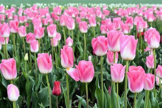 Tulips on a tulip field in spring