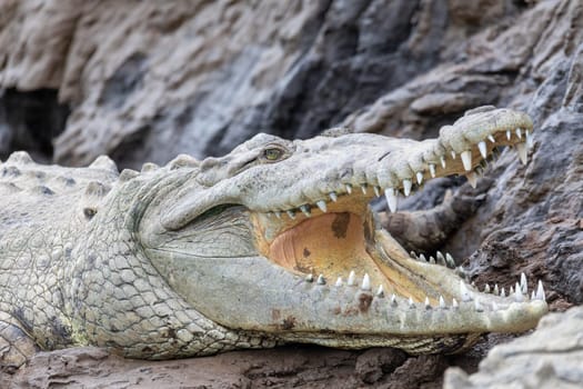 Resting crocodile with opened mouth full of tooths, American crocodile (Crocodylus acutus), Rio Tarcoles, Costa Rica Wildlife