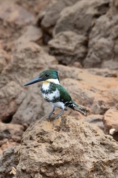 Amazon Kingfisher (Chloroceryle amazona) sitting on a branch with blurry background. River Tarcoles, Wildlife and birdwatching in Costa Rica.