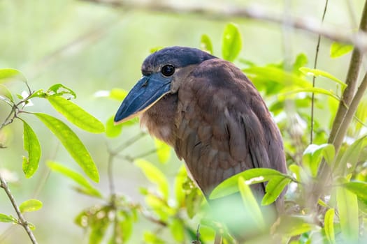Boat-billed heron (Cochlearius cochlearius) hidden in mangrove swamps in river Tarcoles. Wildlife and birdwatching in Costa Rica.