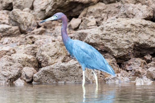 Little blue heron (Egretta caerulea) on tree trunk, river Rio Tarcoles, Costa Rica